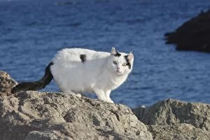 WAT-16362 Domestic Cat - by sea