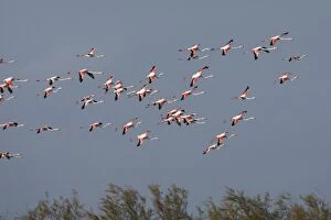 WAT-16371 Greater Flamingo - in flight