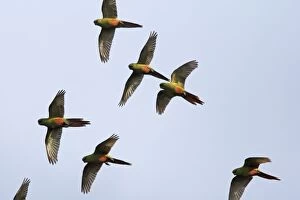 WAT-16385 Austral Parakeet / Austral Conure / Emerald Parakeet - flock in flight