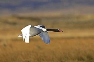 WAT-16390 Black-necked Swan - in flight