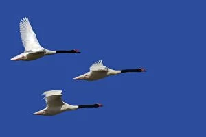 WAT-16392 Black-necked Swan - three in flight