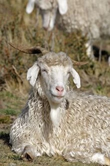 WAT-16418 Domestic Merino Sheep