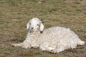 WAT-16419 Domestic Merino Sheep