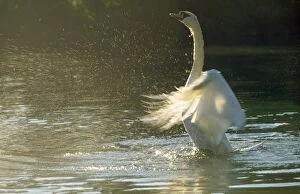 WAT-1642 MUTE SWAN - flaps wings on lake