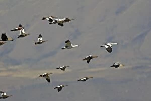 WAT-16423 Magellan Goose or Upland Goose - flock in flight