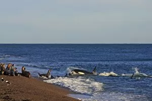 WAT-16448 Killer Whale - attacking sealion on beach