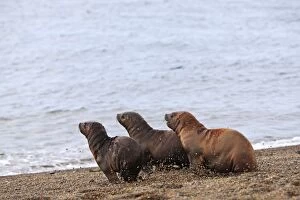 WAT-16454 South American Sealion - pups on beach