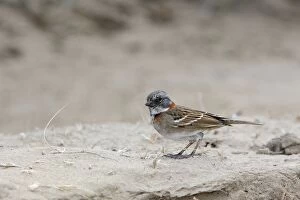 WAT-16458 Rufous-collared Sparrow