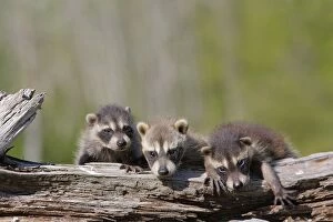 WAT-16503 Raccoon - three babies