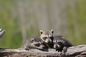 WAT-16504 Raccoon - three babies