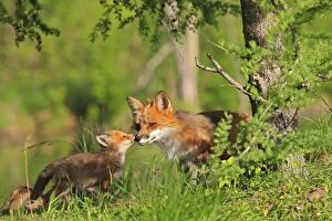 WAT-16511 Red Fox - adult & cub