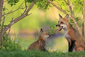 WAT-16512 Red Fox - adult & cub