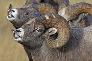 WAT-16593 Rocky Mountain Bighorn Sheep - males smelling / scenting female