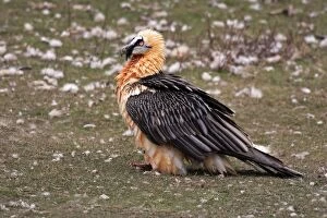 WAT-16622 Lammergeier / Bearded Vulture