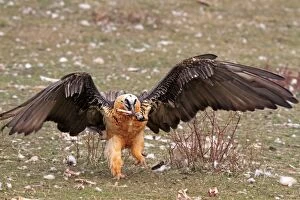 WAT-16624 Lammergeier / Bearded Vulture - adult with food