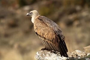 WAT-16644 Eurasian Griffon Vulture - at feeding station
