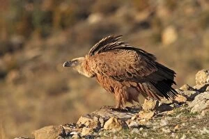 WAT-16646 Eurasian Griffon Vulture - at feeding station