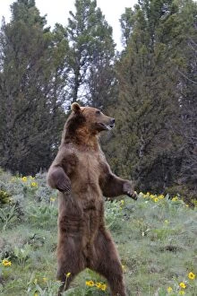 WAT-16664 Grizzly bear - on hind legs