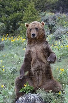 WAT-16666 Grizzly bear - sitting