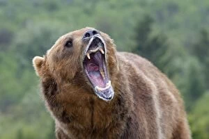 WAT-16678 Grizzly bear - roaring / callling