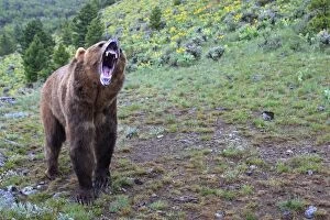 WAT-16685 Grizzly bear - roaring / calling