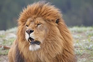 WAT-16691 Barbary / Atlas / Nubian Lion. Extinct in wild