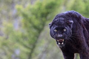 WAT-16710 Black Leopard - snarling