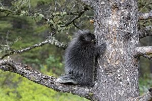 WAT-16718 North American Porcupine - Baby in tree