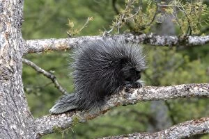 WAT-16719 North American Porcupine - baby in tree