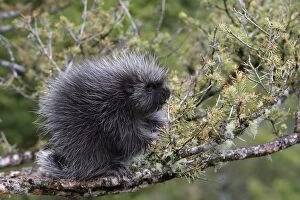 WAT-16720 North American Porcupine - baby in tree