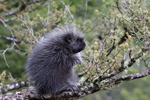 WAT-16721 North American Porcupine - baby in tree