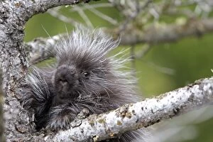 WAT-16723 North American Porcupine - baby in tree