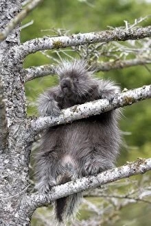 WAT-16724 North American Porcupine - baby in tree