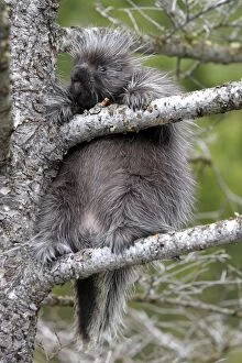 WAT-16725 North American Porcupine - baby in tree
