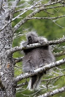 WAT-16727 North American Porcupine - baby in tree