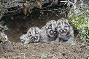 WAT-16734 Cougar / Mountain Lion - Babies 3 days old
