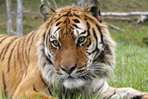 WAT-16754 Siberian Tiger