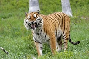 WAT-16758 Siberian Tiger with Jacobsons organ, which is an auxiliary olfactory sense organ to detect female in heat