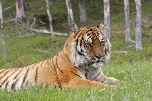 WAT-16761 Siberian Tiger