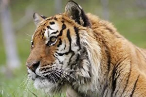WAT-16762 Siberian Tiger