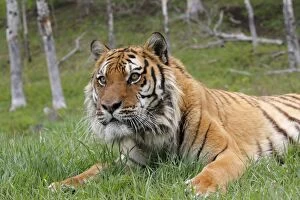 WAT-16763 Siberian Tiger
