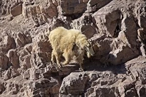 WAT-16767 Mountain Goat - climbing on rocks