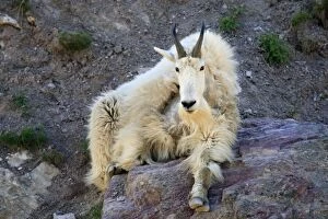 WAT-16768 Mountain Goat