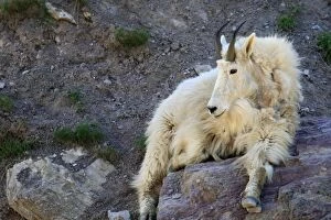 WAT-16769 Mountain Goat