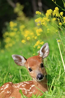WAT-16851 White-tailed Deer - fawn