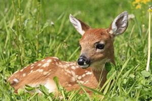 WAT-16853 White-tailed Deer - fawn