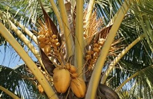 WAT-2636 Coconut Tree - coconuts