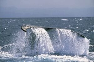 Wat-292 Humpback Whale - Tail