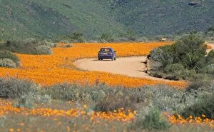 WAT-3024 South Africa - orange daisies (Dimorphotheca sinuata)