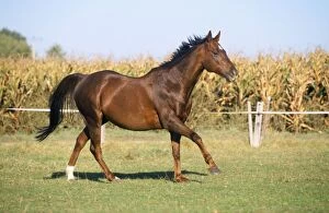 WAT-3185 Thoroughbred Horse - pure blood